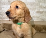 Puppy Puppy 2 Golden Retriever