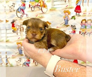 Yorkshire Terrier Puppy for sale in WINNSBORO, LA, USA