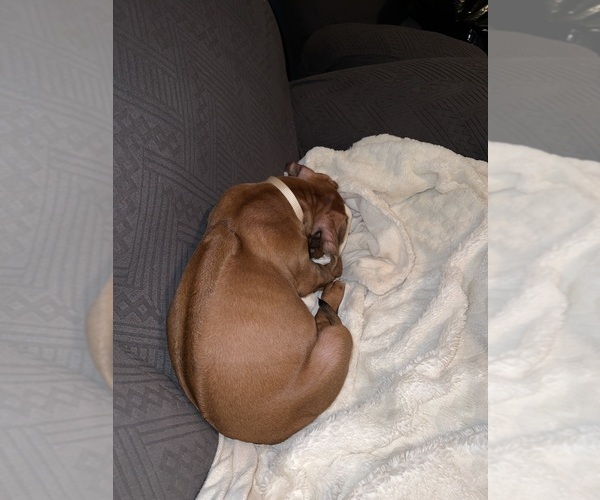 Medium Photo #3 Rhodesian Ridgeback Puppy For Sale in MURFREESBORO, TN, USA