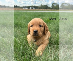 Golden Retriever Dog for Adoption in FREDERICKSBG, Ohio USA