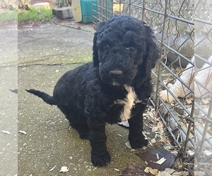 Sheepadoodle Puppy for sale in FAYETTEVILLE, GA, USA