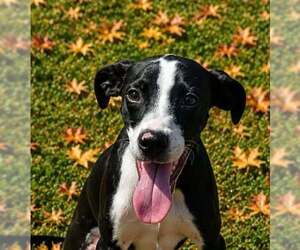 Pax 26/660 - Male Mutt Dog for Adoption - Photo #4