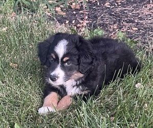 Miniature American Shepherd Puppy for sale in MIDDLETOWN, OH, USA