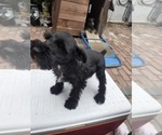 Small #6 Schnauzer (Miniature)