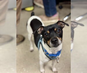 Absolutely Forever Wakanda - Male Rat-Cha Dog for Adoption - Photo #5
