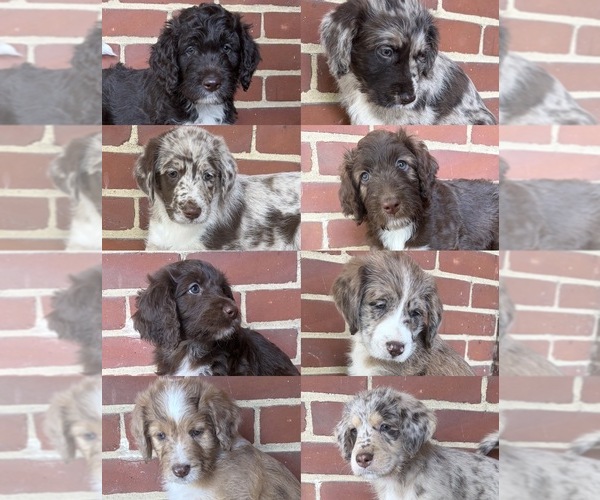 Medium Photo #1 Aussiedoodle Puppy For Sale in DAYTON, OH, USA