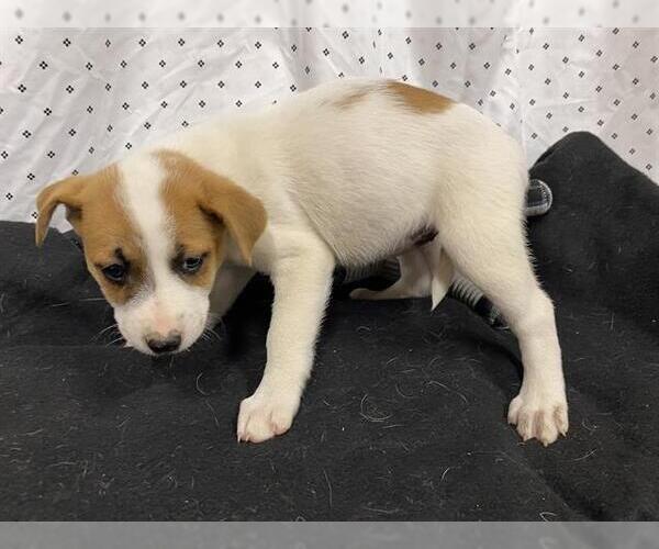 Medium Photo #1 Australian Shepherd-Unknown Mix Puppy For Sale in Modesto, CA, USA