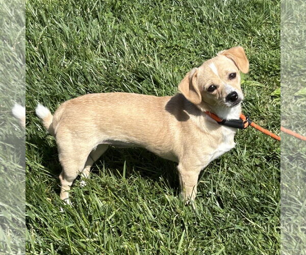 Medium Photo #2 Chiweenie Puppy For Sale in Batavia, OH, USA