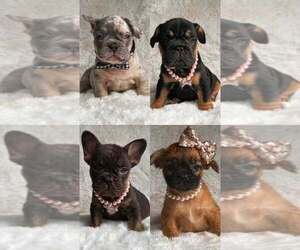 French Bulldog Puppy for Sale in NORTH MIAMI, Florida USA