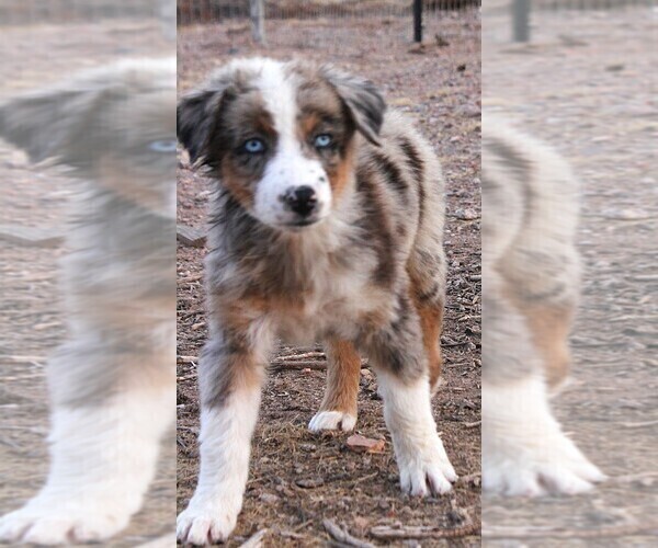 Medium Photo #2 Australian Shepherd Puppy For Sale in WITTMANN, AZ, USA