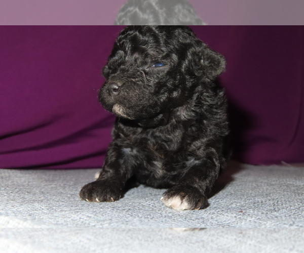 Medium Photo #11 Poodle (Miniature) Puppy For Sale in MEMPHIS, MO, USA