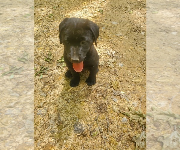Medium Photo #5 Labrador Retriever Puppy For Sale in BON AQUA, TN, USA