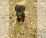 Small #4 Labrador Retriever