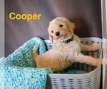 Small #1 Goldendoodle