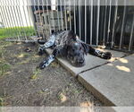 Small #3 German Shorthaired Lab