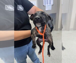 American Pit Bull Terrier-Unknown Mix Dogs for adoption in Pasadena, TX, USA