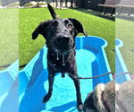 Small #1 Labrador Retriever