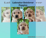 Image preview for Ad Listing. Nickname: Litter of 7