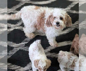 Mother of the Cavapoo (Miniature) puppies born on 05/09/2026