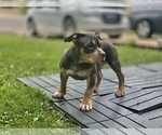 Small Photo #10 American Bully Puppy For Sale in OVERLAND, KS, USA