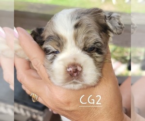 Cocker Spaniel Puppy for sale in WALLER, TX, USA