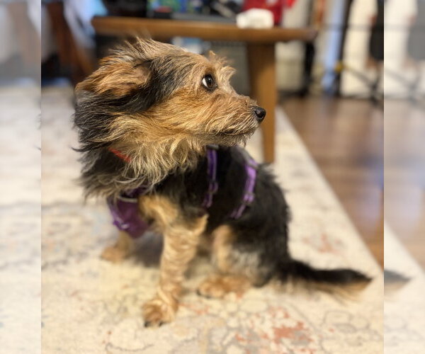 Medium Photo #3 Mutt Puppy For Sale in Allentown,, PA, USA