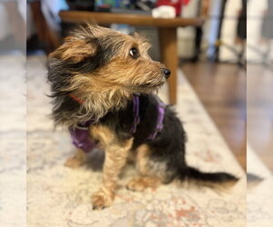A Beckett - Male Mutt Dog for Adoption - Photo #3
