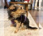 Small #2 Mutt