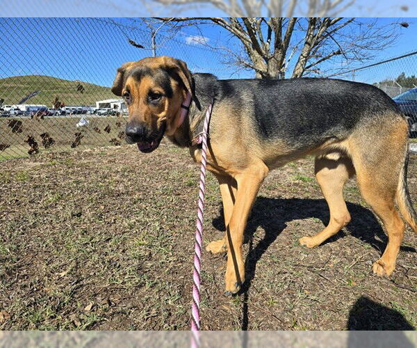 Medium Photo #2 Bloodhound-Unknown Mix Puppy For Sale in Ocala, FL, USA