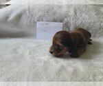 Puppy Male 1 Java Dachshund