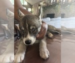Puppy Spike Siberian Husky