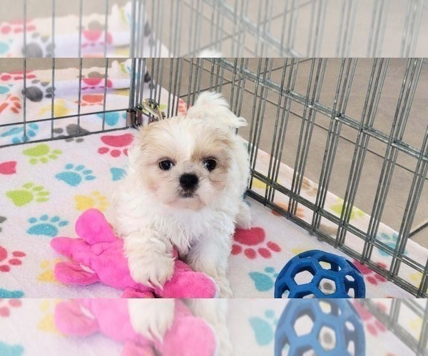 Medium Photo #10 Shih Tzu Puppy For Sale in ORO VALLEY, AZ, USA