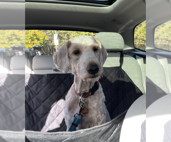 Medium Photo #1 Poodle (Standard)-Unknown Mix Puppy For Sale in Brooklyn, NY, USA