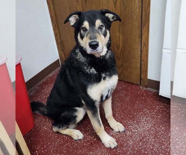 Medium Photo #1 Mutt Puppy For Sale in Fargo, ND, USA