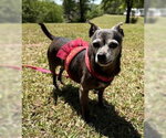Small #2 Chihuahua