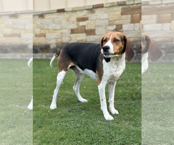 Medium Photo #4 Treeing Walker Coonhound Puppy For Sale in PIPE CREEK, TX, USA
