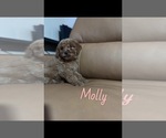 Puppy Molly Goldendoodle (Miniature)