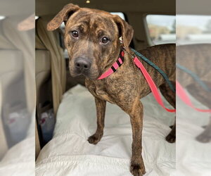 Fudge - Female Retriever -Unknown Mix Dog for Adoption