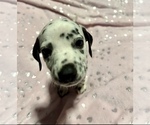 Small Photo #5 Dalmatian Puppy For Sale in TEMPLE, TX, USA