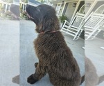 Puppy Tink Newfoundland