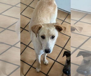 Labrador Retriever-Unknown Mix Dogs for adoption in San Diego, CA, USA