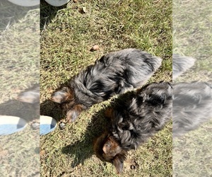 Yorkshire Terrier Litter for sale in KELLER, TX, USA