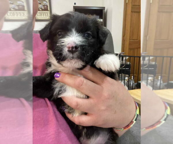 Medium Photo #2 Mutt Puppy For Sale in Aurora, IN, USA