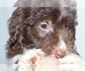 Aussiedoodle Puppy for sale in PATERSON, NJ, USA