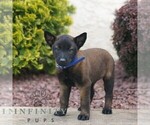 Small #2 Belgian Malinois