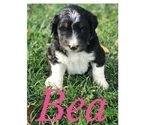 Small Photo #11 Bernedoodle Puppy For Sale in BOWLING GREEN, KY, USA