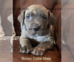 Puppy Brown Collar M Cane Corso