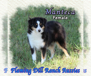 Miniature Australian Shepherd Puppy for sale in FORESTBURG, TX, USA