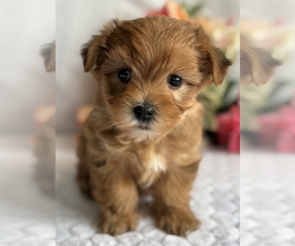 Medium Photo #1 Morkie Puppy For Sale in ROCK STREAM, NY, USA