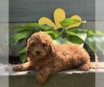Small Photo #1 Cavapoo (Miniature) Puppy For Sale in PARADISE, PA, USA